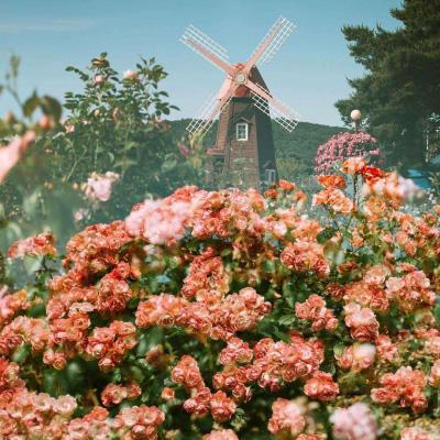 金沙集团186cc成色购买渠道截图